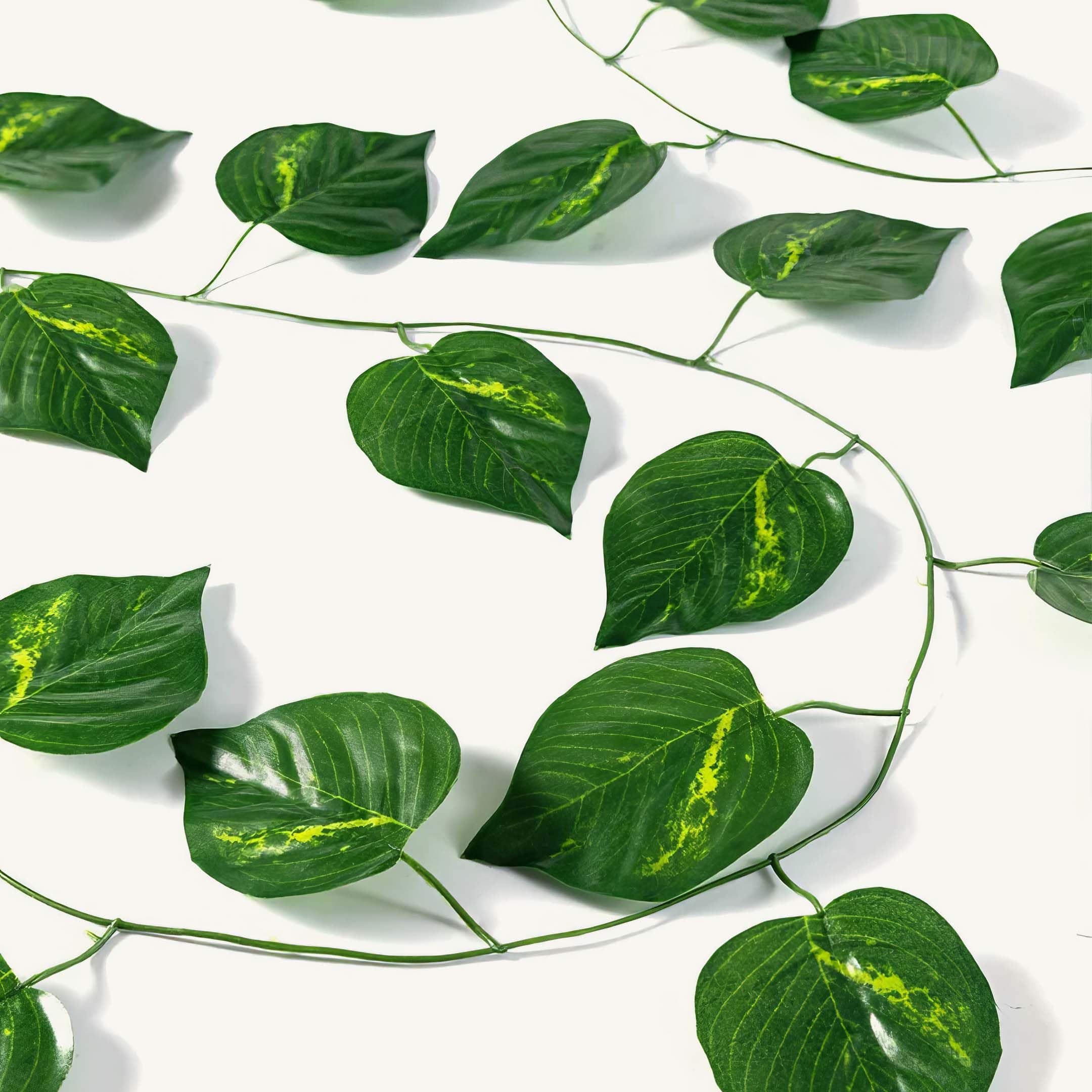 leaves