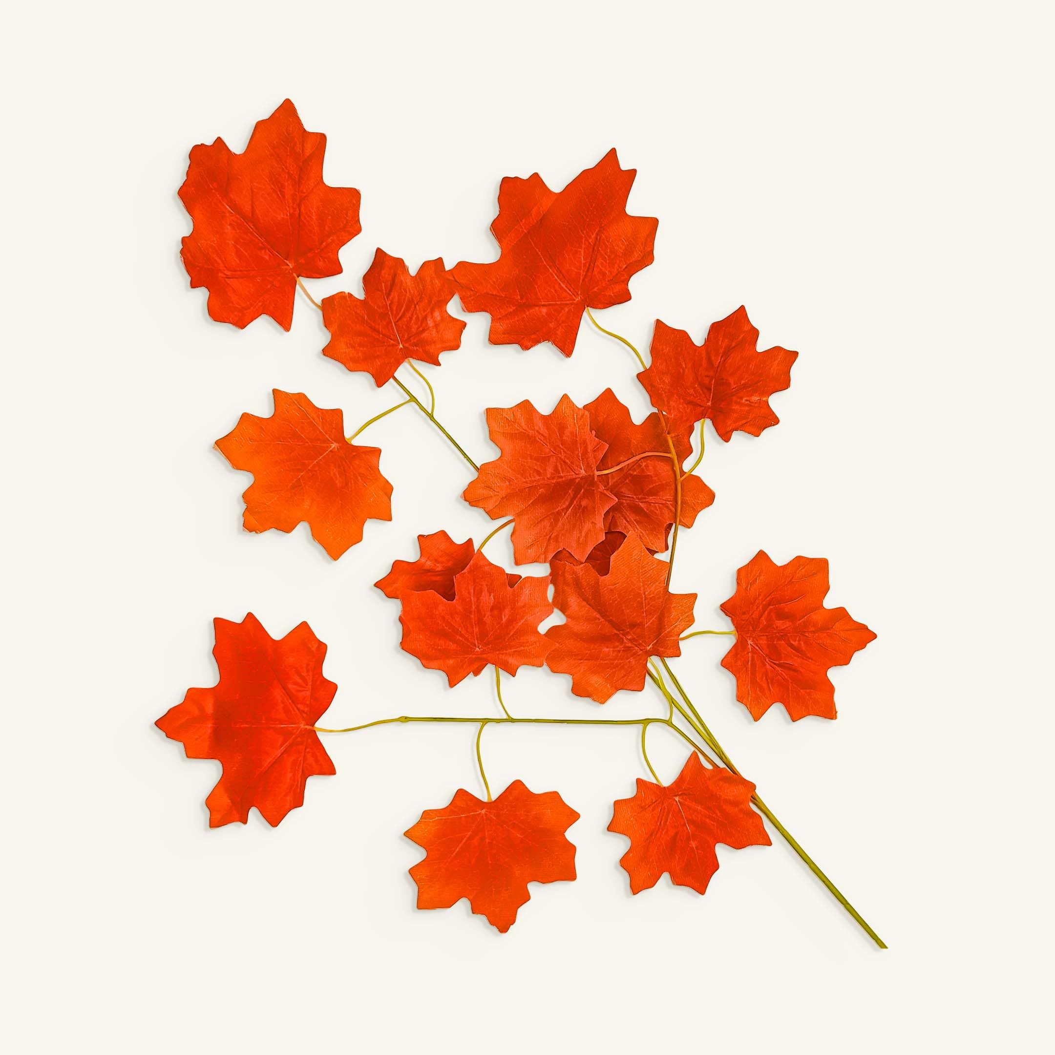maple