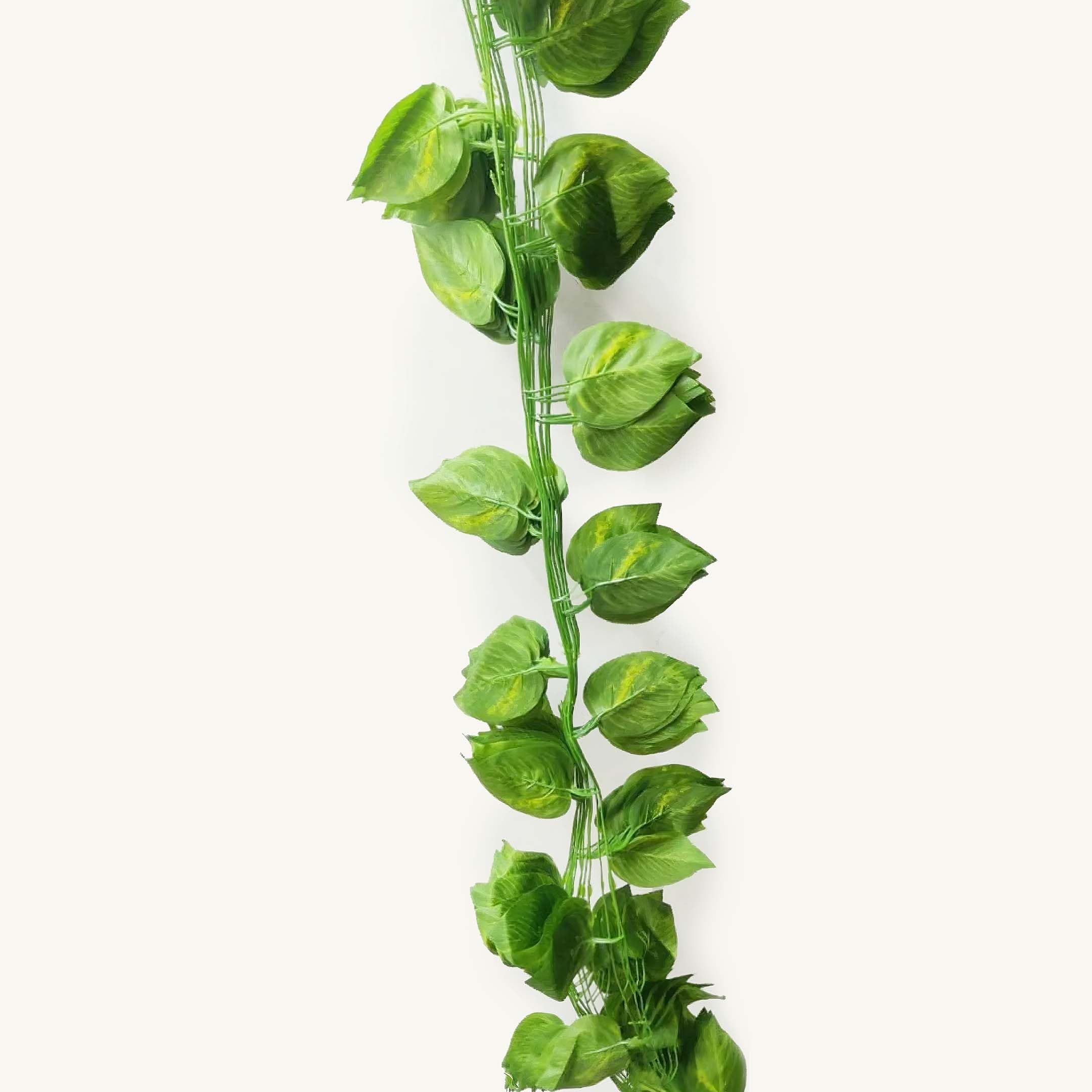 money tree vine Money Plant Vines Decor Kit to decorate your home